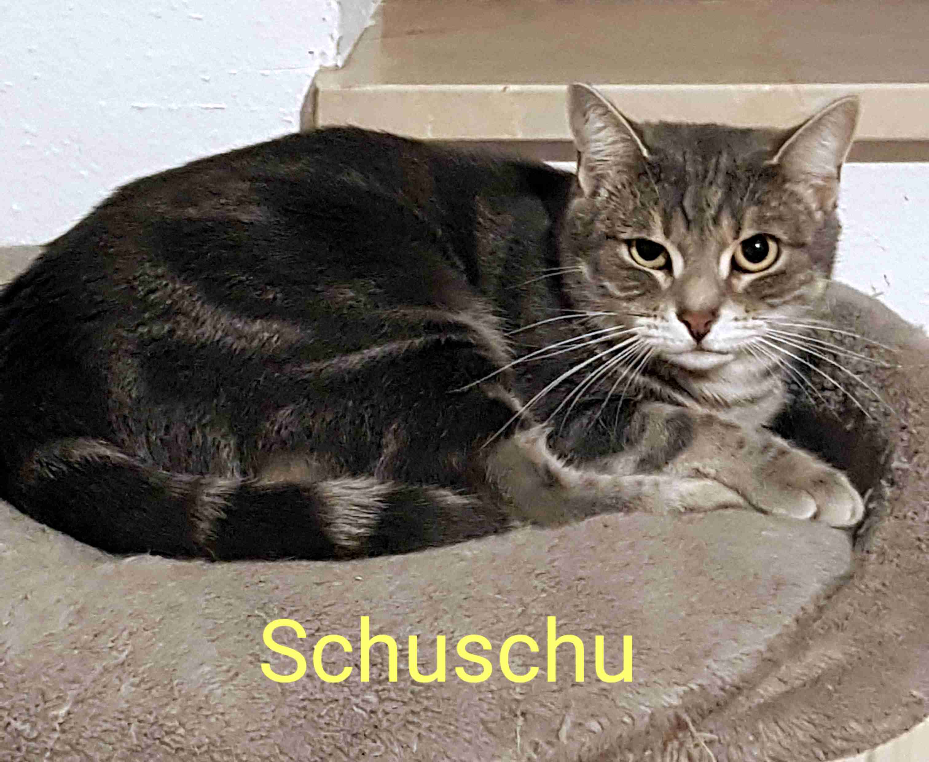 Schuschu