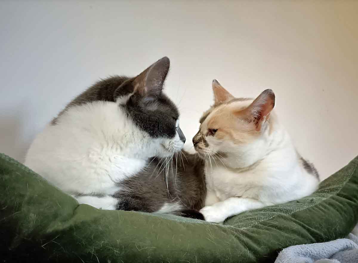 Kitty+Holly_002