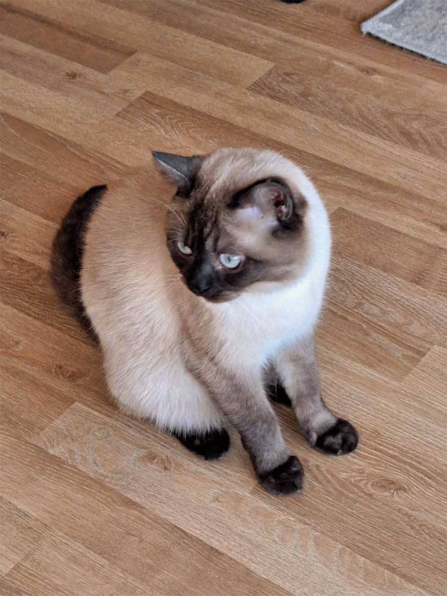 Benji