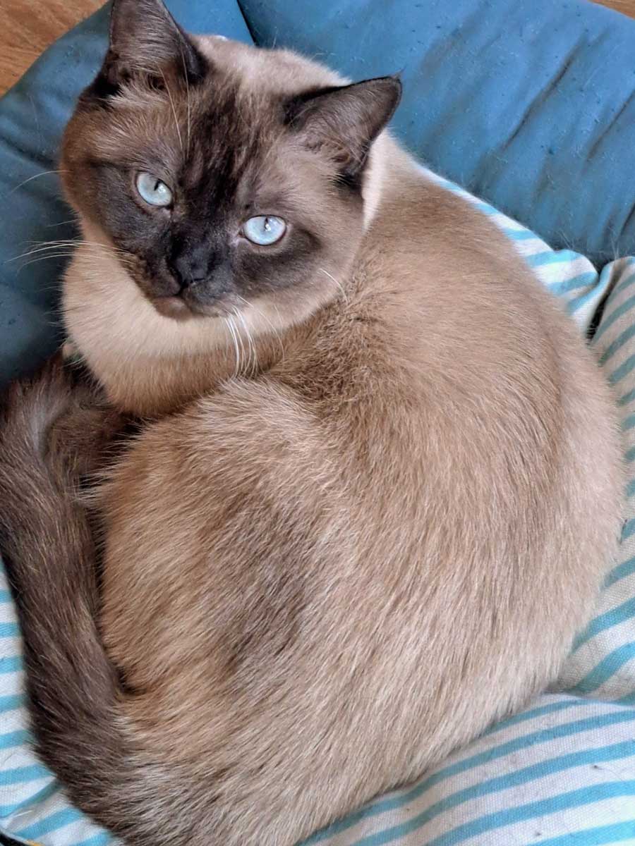 Benji1