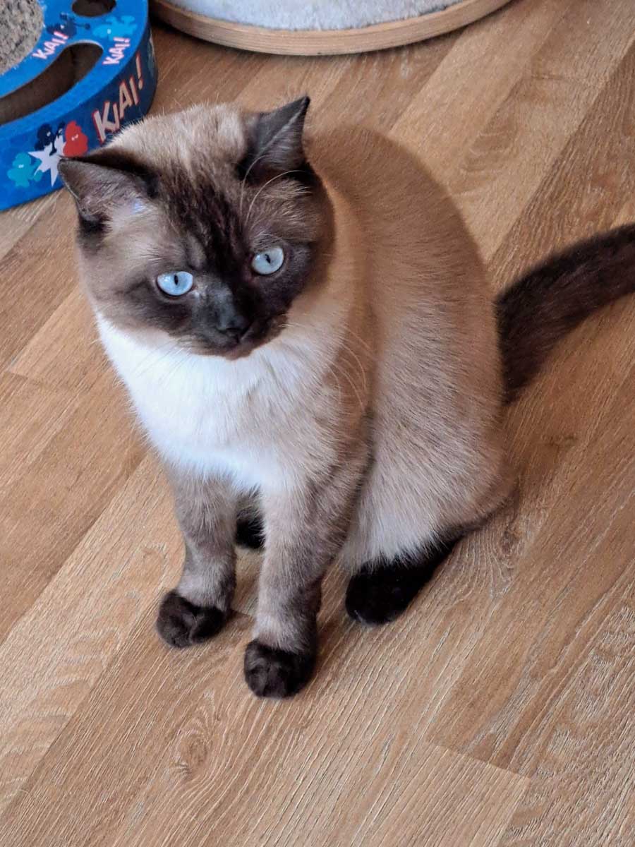 Benji2