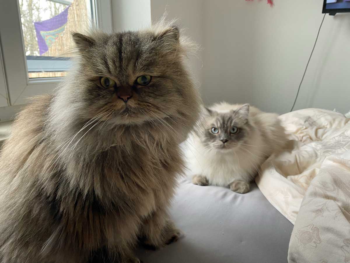 Fussel+Pumba