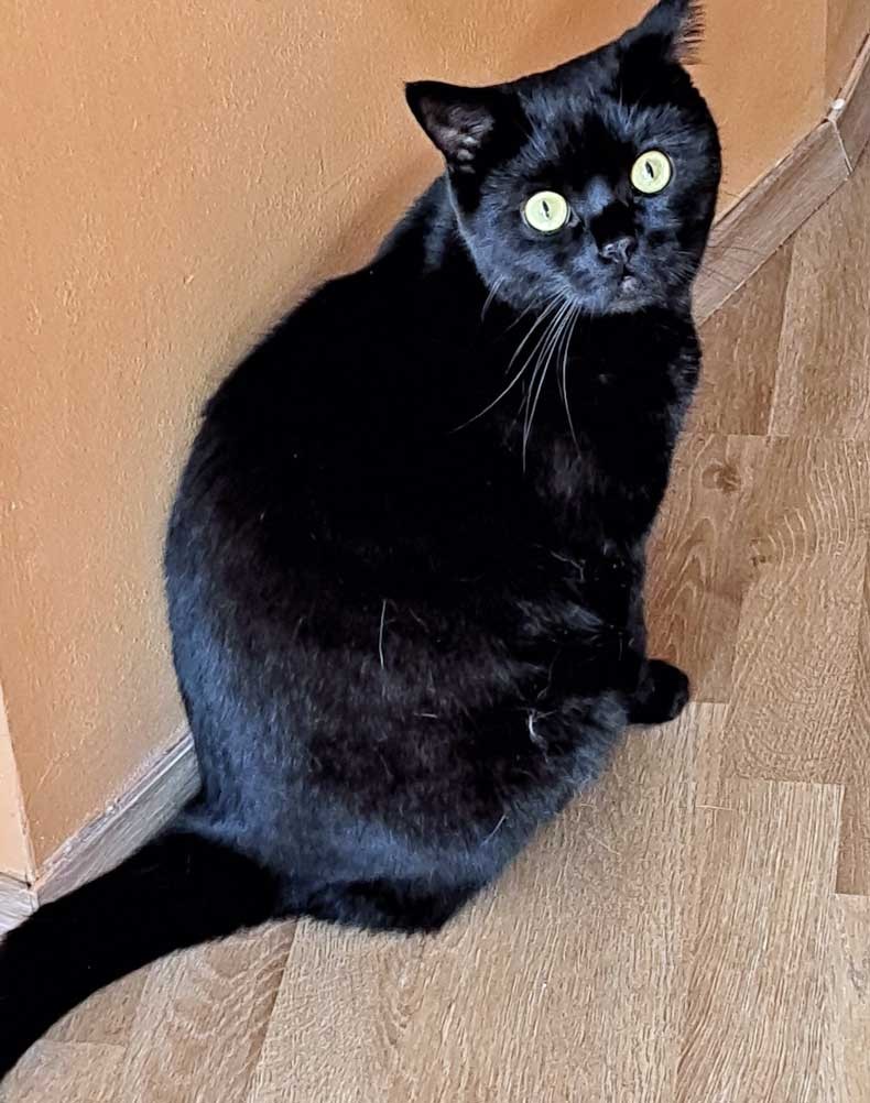 Lui