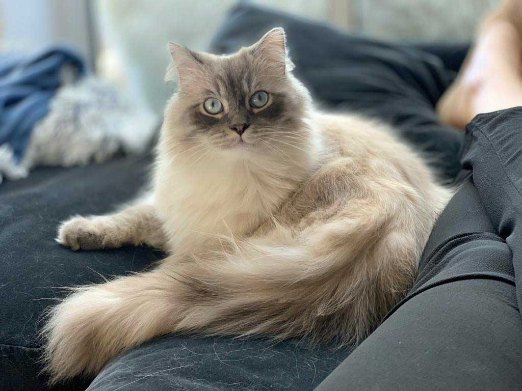 Pumba1