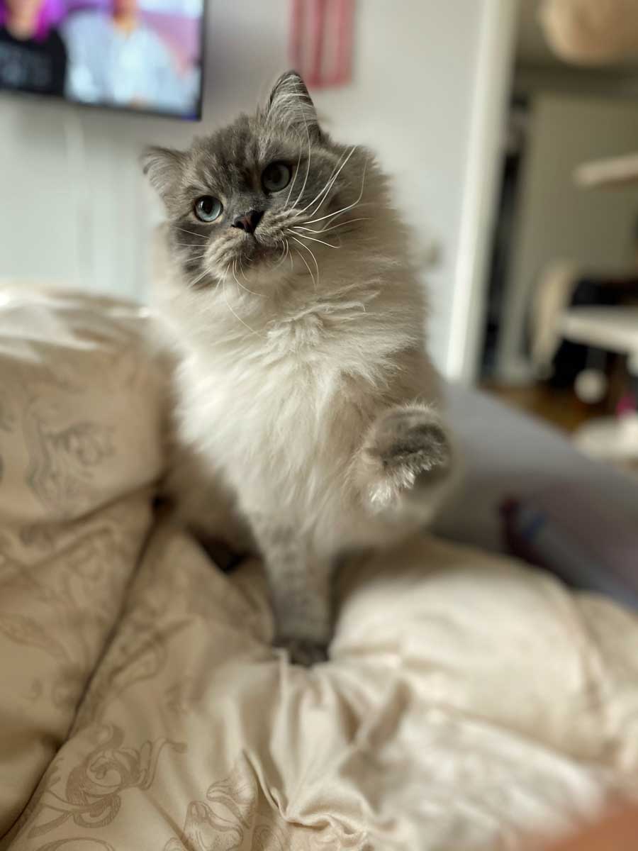 Pumba3