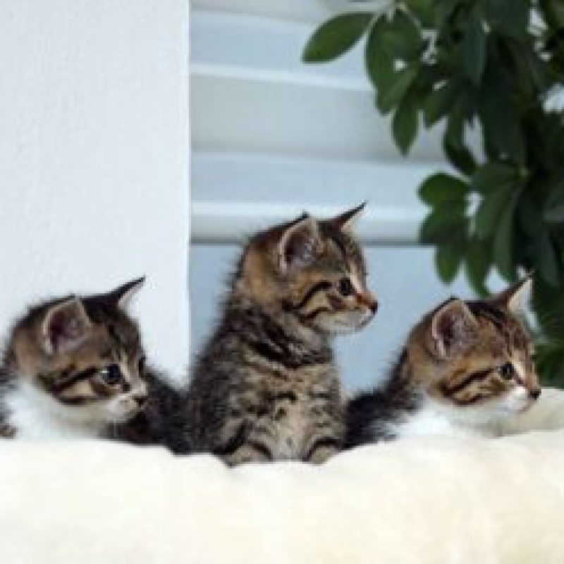 Babay-Katzen_1912-002-300x248-1