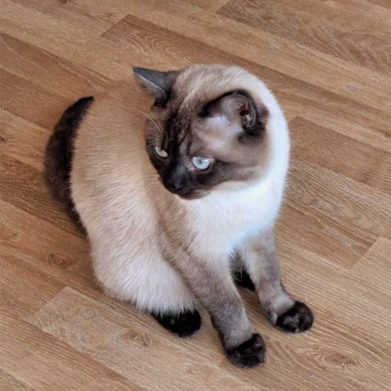Benji