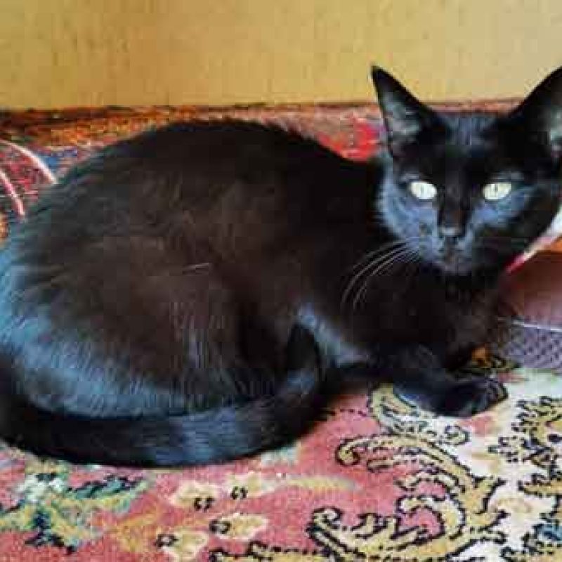Blacky-0001