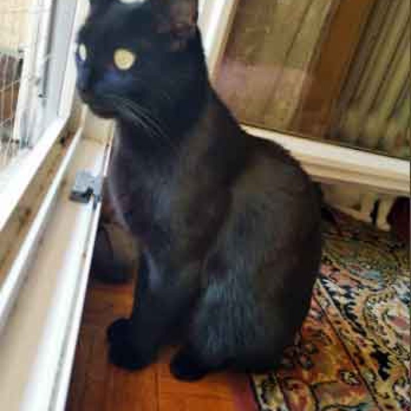 Blacky-0002
