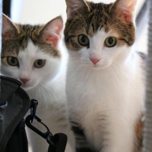 Bund-der-Katzenfreunde-Ratgeber-Was-Sie-vor-der-Adoption-einer-Katze-wissen-sollten