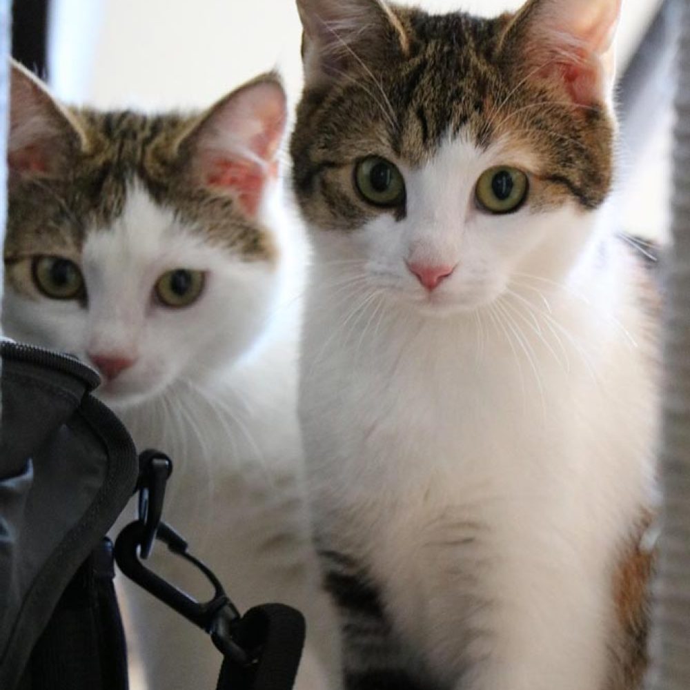 Bund-der-Katzenfreunde-Ratgeber-Was-Sie-vor-der-Adoption-einer-Katze-wissen-sollten