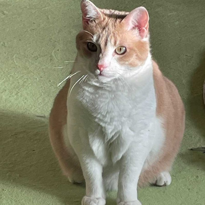 Carlo003