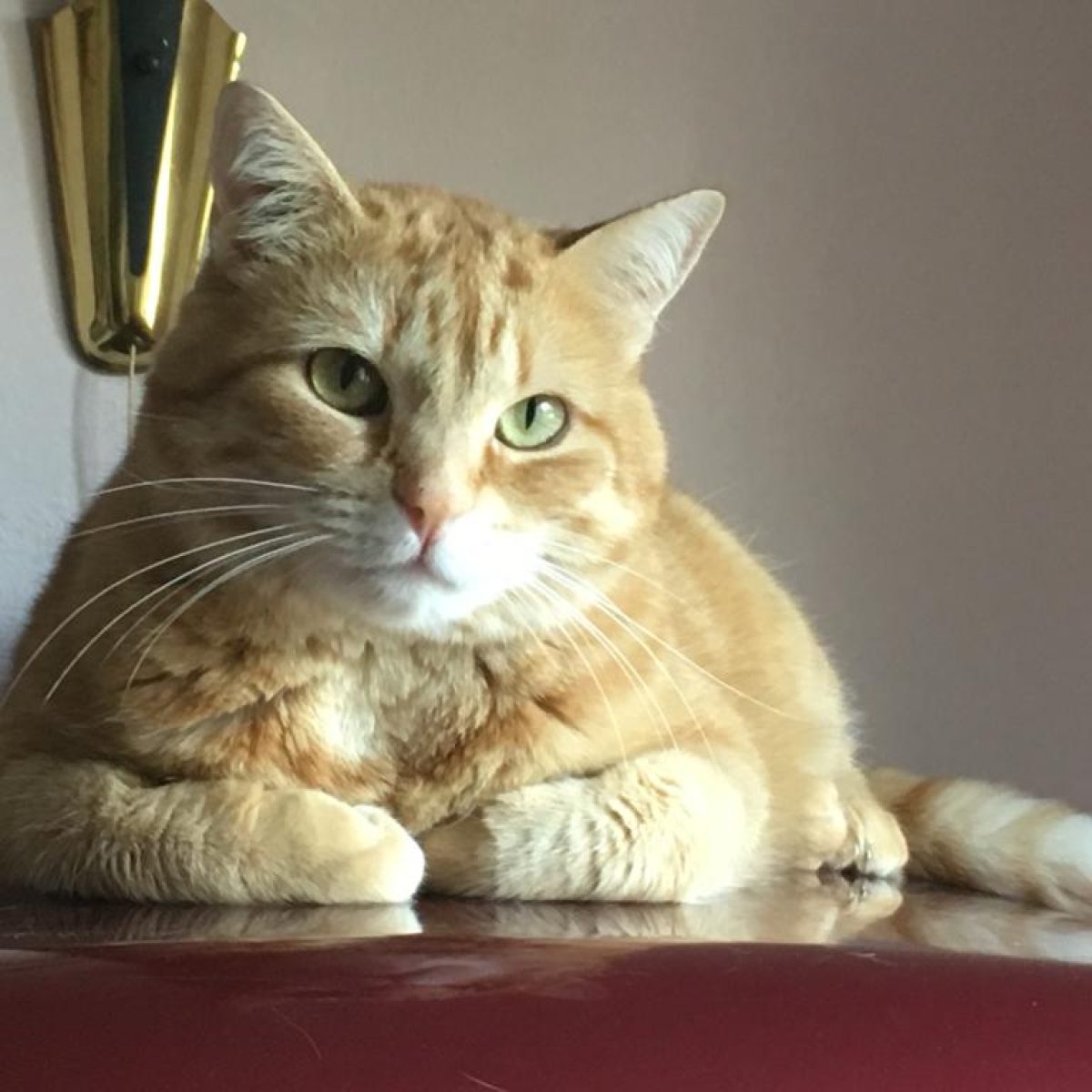 Elfi01-1