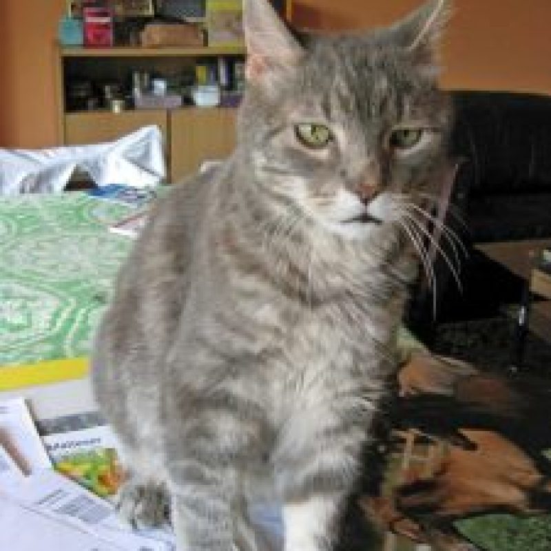 Felix01-225x300-1