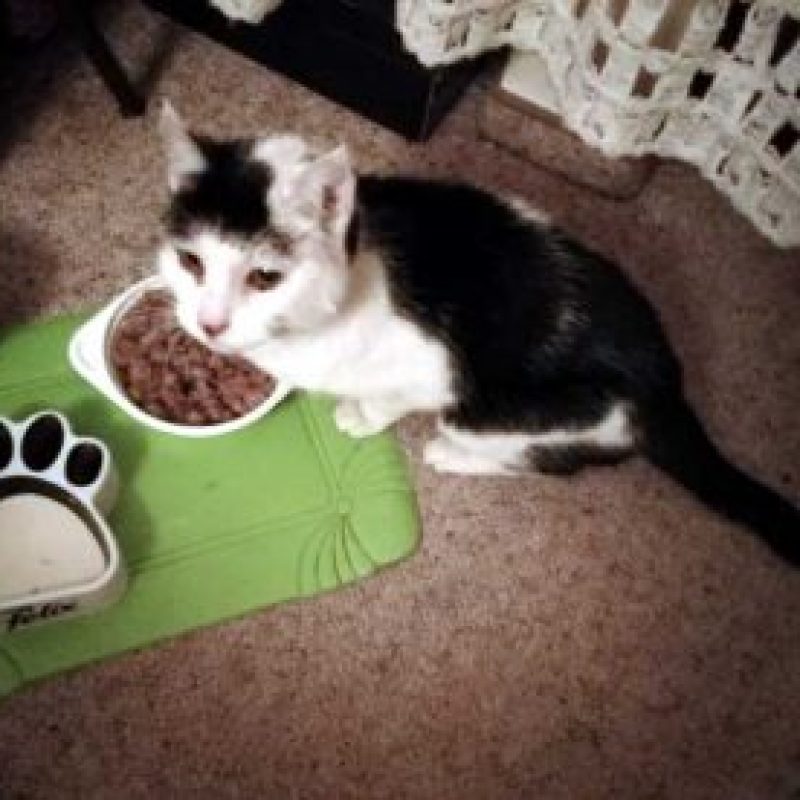 Felix03-300x276-1