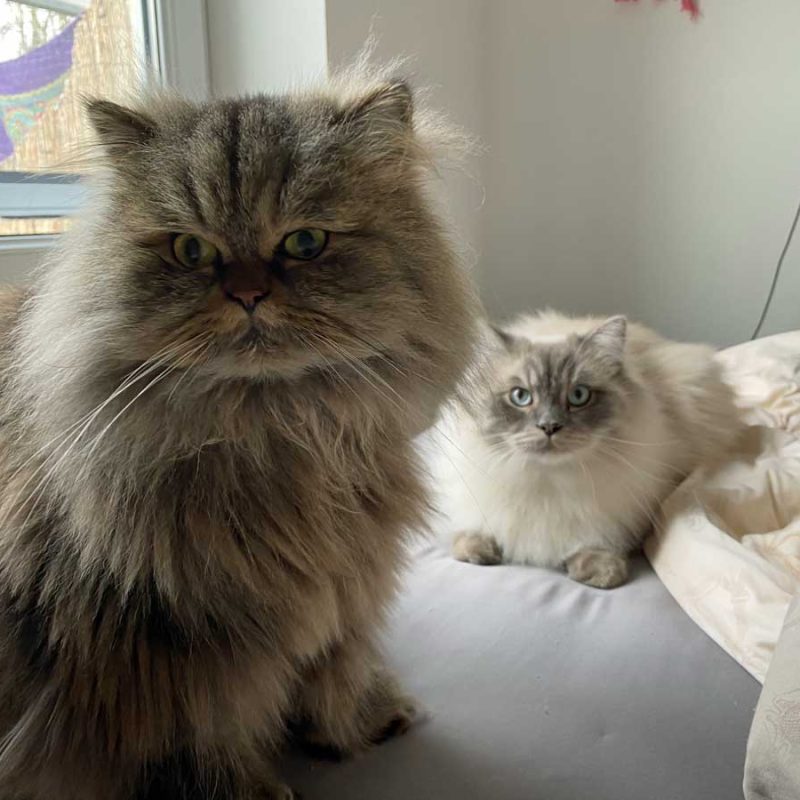 FusselPumba