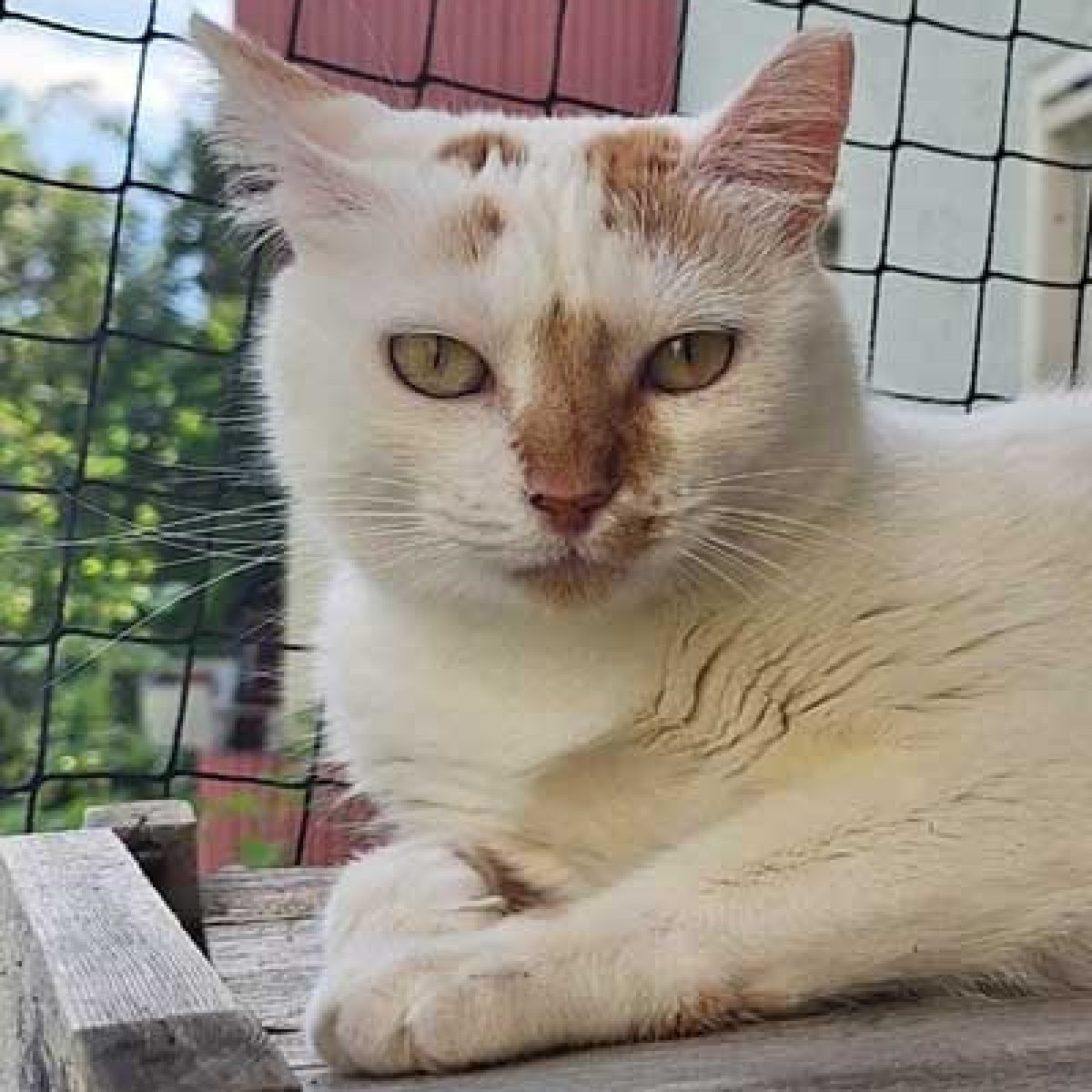 Hermine_Profil