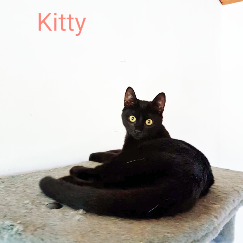 Kitty