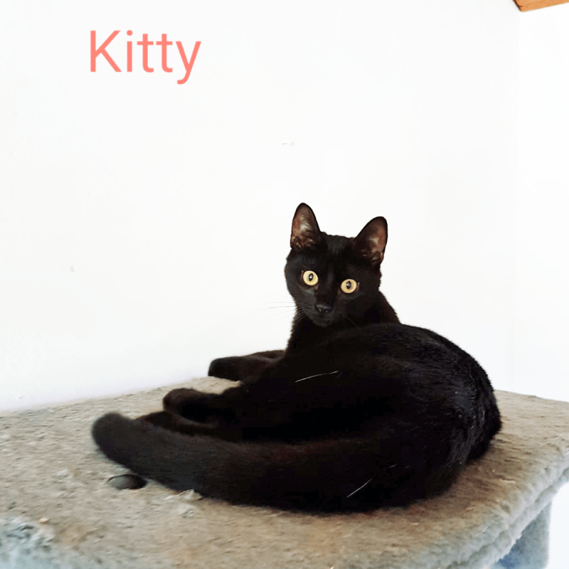 Kitty