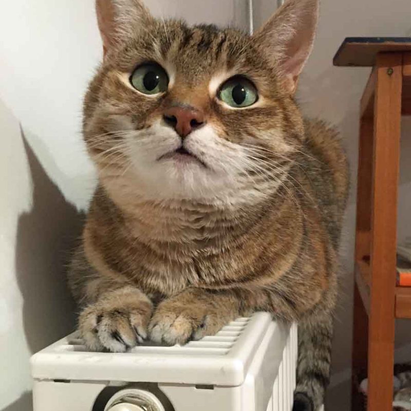 Kitty001