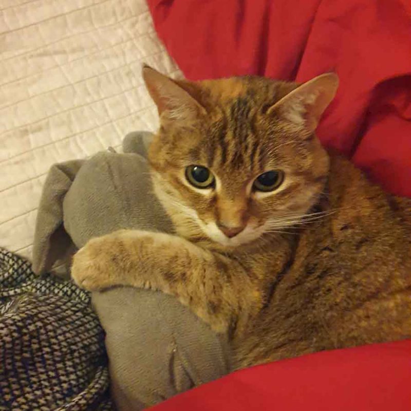 Kitty002