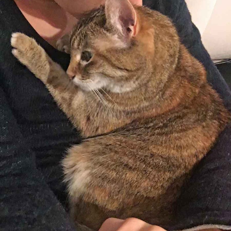 Kitty003