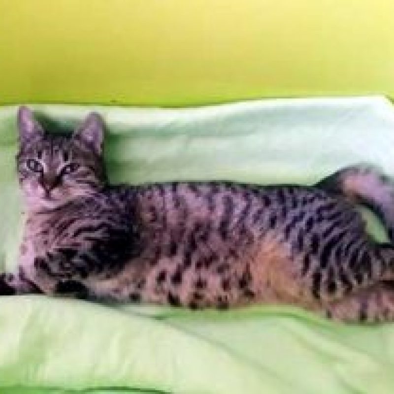 Leo02-300x208-1