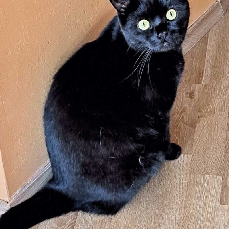 Lui