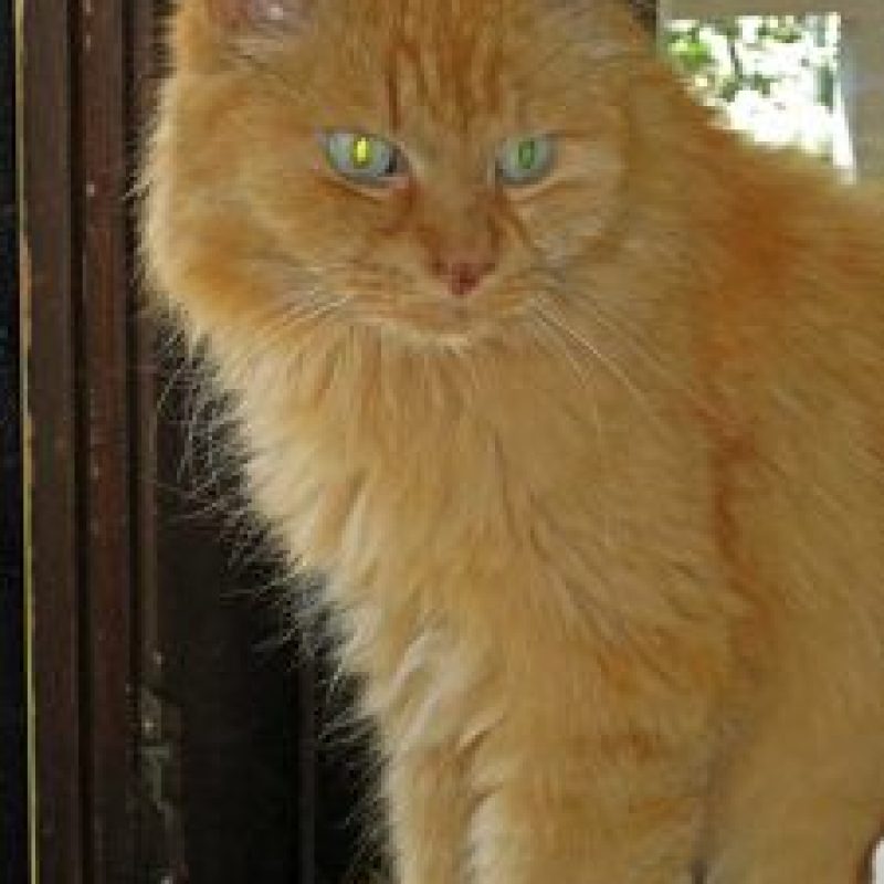 Maurice02-225x300-1