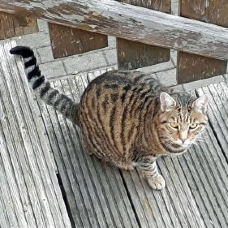 Mimi-2019-11_01-281x300-1