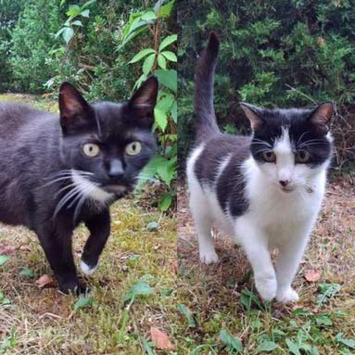 Muffin+Willi-Titel