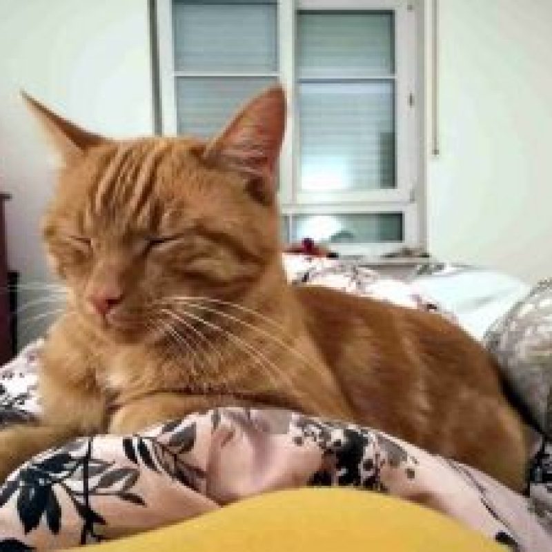 Oscar-2019-11_01-300x225-1