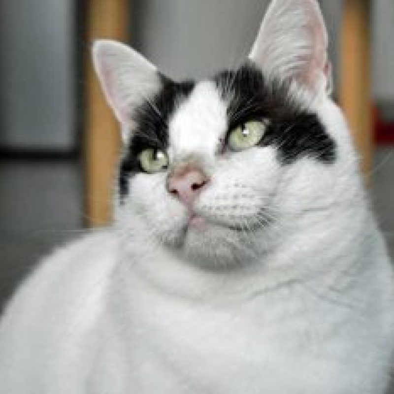 Pablo-2019-11-300x233-1