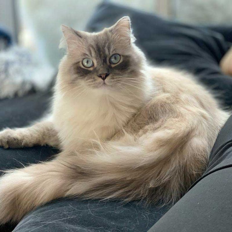 Pumba1
