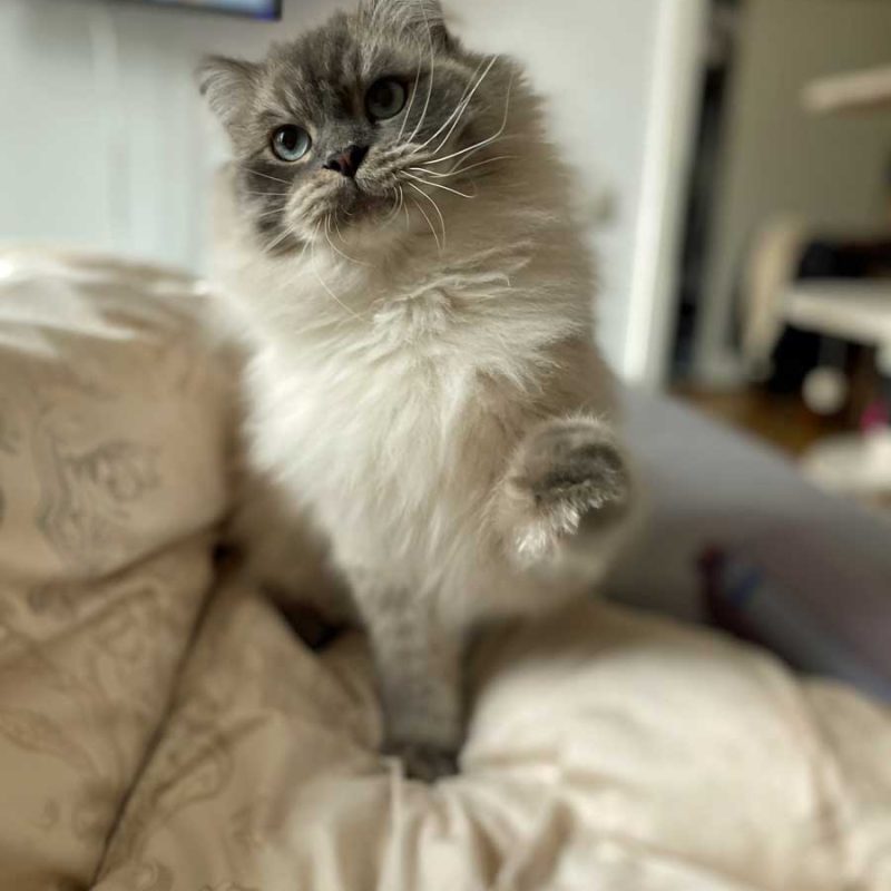 Pumba3
