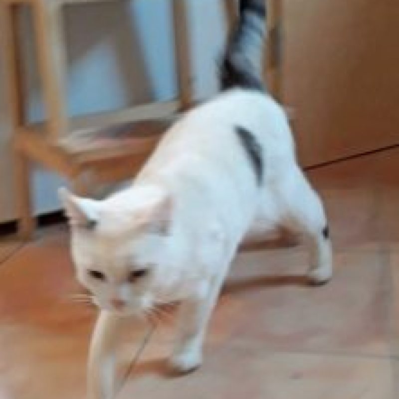 Simba_2019-11-221x300-1