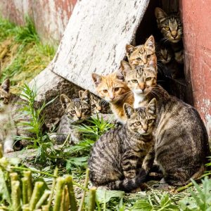 Streunerkatzen-Pflegeplatz-werden-München