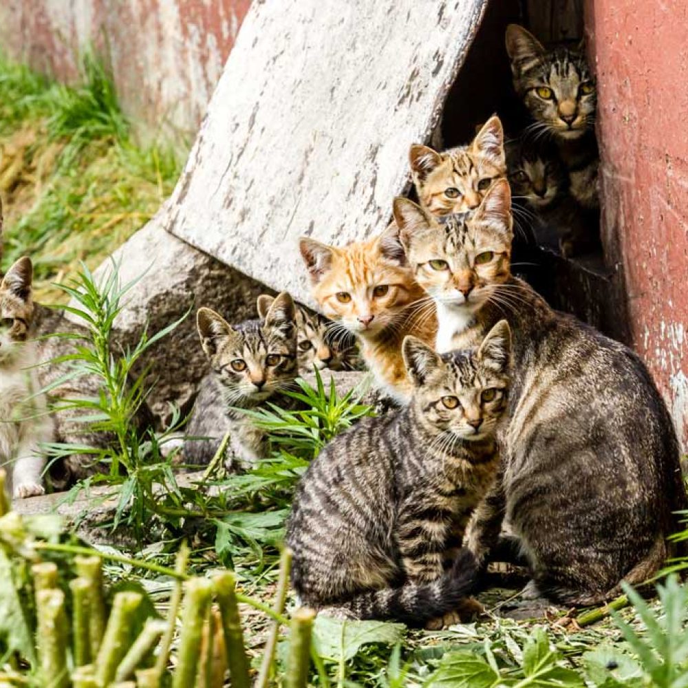 Streunerkatzen-Pflegeplatz-werden-München