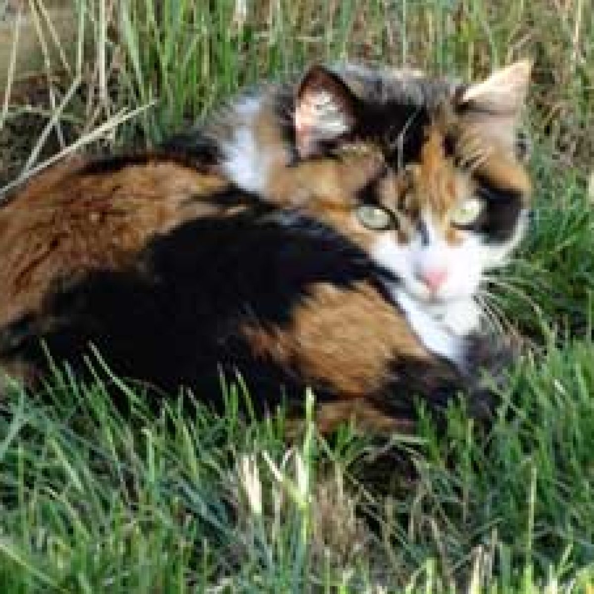 Susanna01