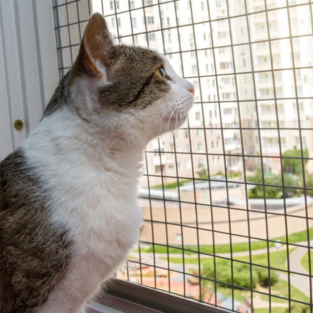 Tierschutz-Katzenschutz-Ratgeber-Katzensichere-Wohnung
