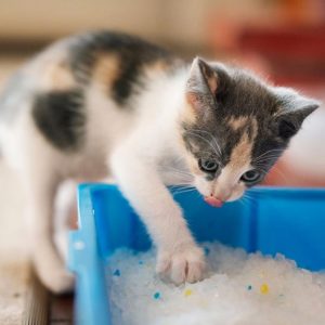 Tierschutz-Katzenschutz-Ratgeber-Unsauberkeit-bei-Katzen