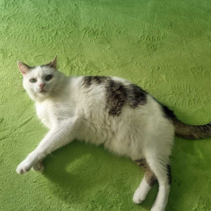 Willi001