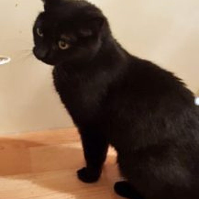 blacky-2019-12-217x300-1