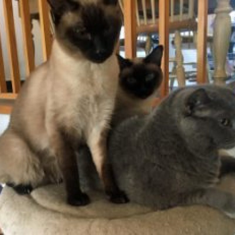 trio02-300x231-1